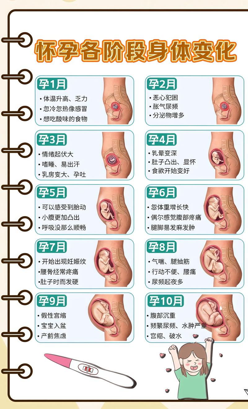 揭秘供卵代孕妈妈怀孕小腹分两节，孕期变化的奥秘东丽代生机构: